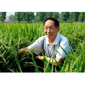 袁隆平：质朴与执着一脉相承